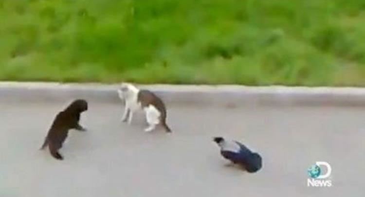 Korbi “luan rolin e arbitrit” në përleshjen mes dy maceve