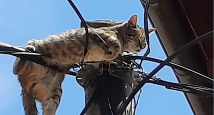 Gjesti i ditës, zjarrëfikësit shpëtojnë një mace të varur në shtyllë elektrike