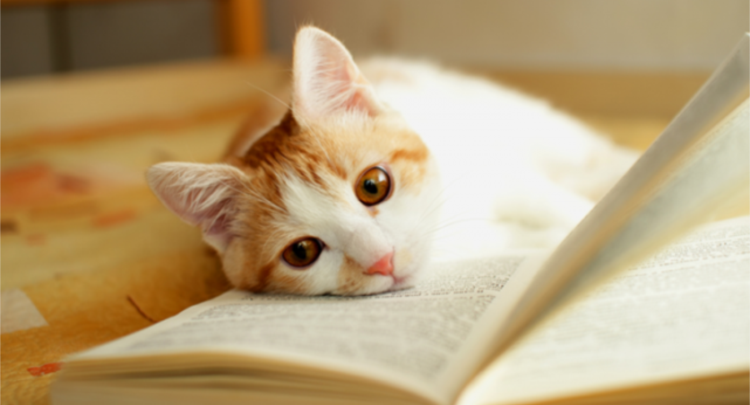 Në bibliotekën në Bursa, mund të lexoni libra në shoqërinë e maceve