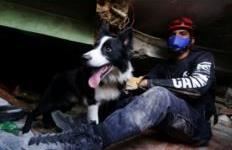 Një qen i braktisur u bë heroi i Venezuelës: Historia e qenit 'Cunami', shpresa që lindi nga rrënojat