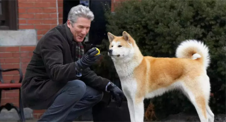 Qeni Hachiko, simbol i besnikërisë, mbush 100-vjeç!