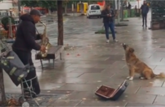 Një qen i rrugës mahnit qytetarët në sheshin e Prishtinës, ‘këndon’ nën melodinë e saksofonit