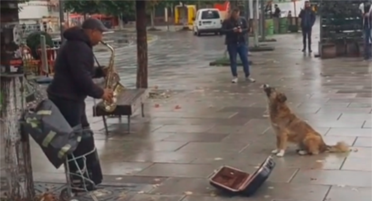 Një qen i rrugës mahnit qytetarët në sheshin e Prishtinës, ‘këndon’ nën melodinë e saksofonit