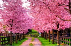 Nga sot nis pranvera