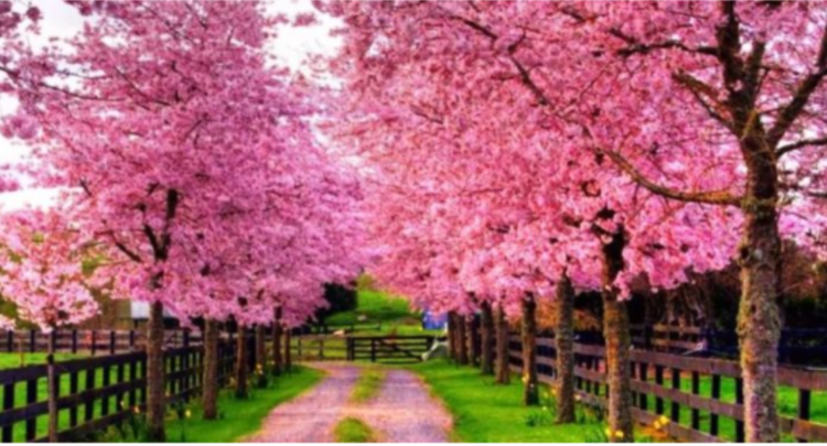 Nga sot nis pranvera