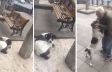 Gjen qenin e zhdukur pas tre vjetësh, momente emocionuese