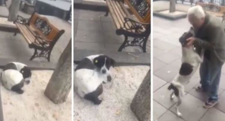 Gjen qenin e zhdukur pas tre vjetësh, momente emocionuese