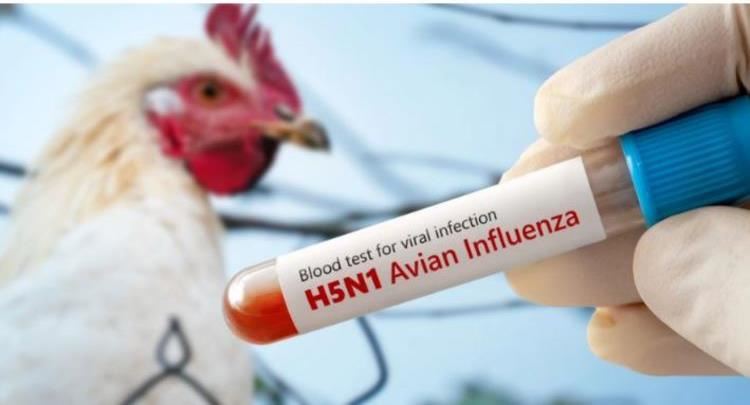 AUV ndalon importin e shpezëve nga disa rajone të Gjermanisë pas rasteve të gripit të shpezëve H5N1