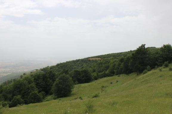 Shënohet Dita Ndërkombëtare e Pyjeve