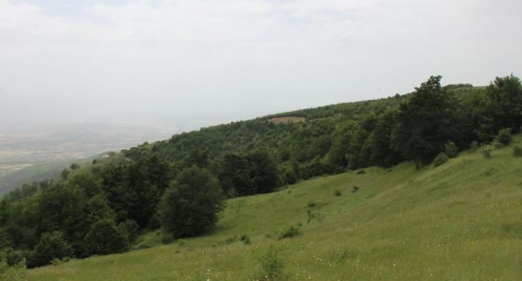 Shënohet Dita Ndërkombëtare e Pyjeve