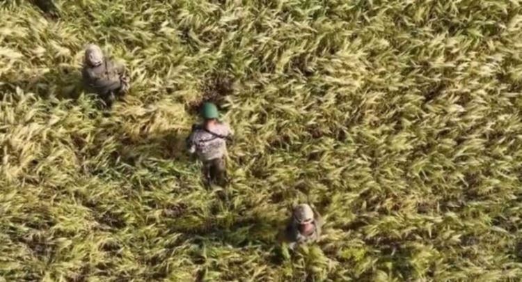 Ukrainasit i kontrollojnë tokat me grurë për mina para se t’i korrin